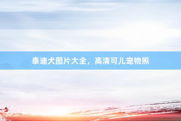 泰迪犬图片大全，高清可儿宠物照