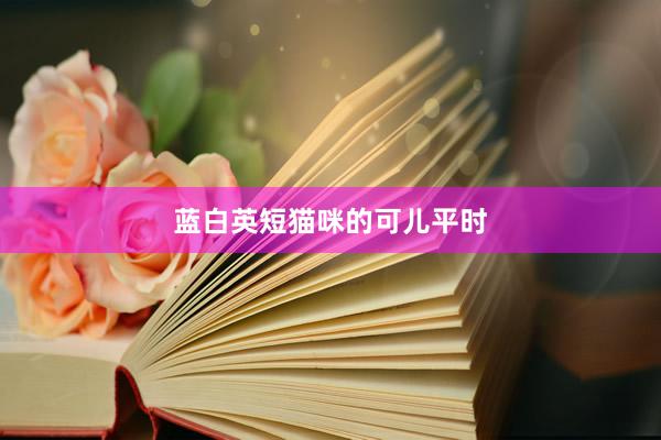 蓝白英短猫咪的可儿平时